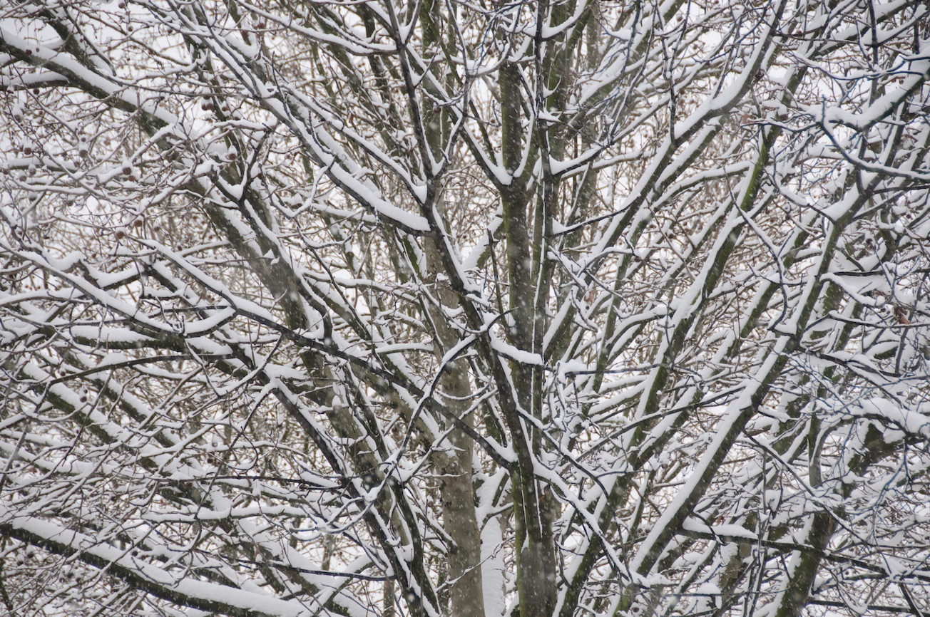 'Snowy branches': Pic: Chris Eason from Flickr